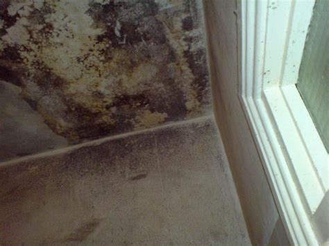 cleaning mud Ireland|mould busters in ireland.